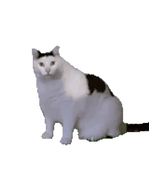 Cat Sticker GIF