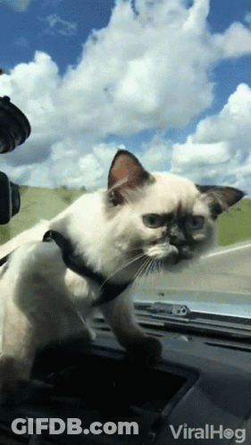 Cat Sticking Head Out Car Window Viralhog GIF