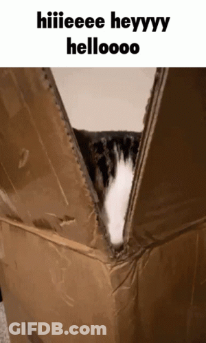 Cat Sticking Head Out Of Cardboard Box GIF