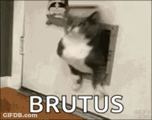 Cat Sticking Head Out Of Cat Door Saying Brutus GIF
