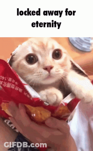 Cat Sticking Head Out Of Chip Bag GIF