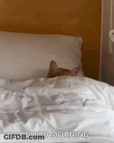 Cat Sticking Head Out Pillow Good Morning GIF