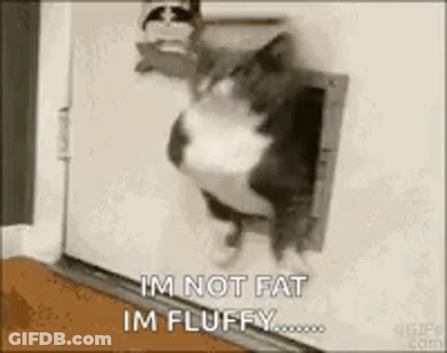 Cat Sticking Head Through Cat Door Saying I'm Not Fat I'm Fluffy GIF