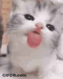 Cat Sticking Out Tongue GIF