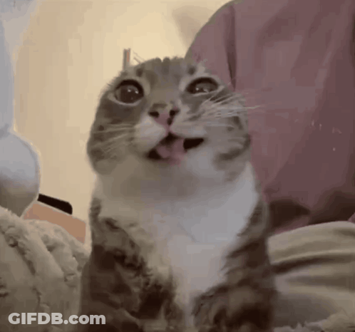 Cat Sticking Tongue Looking Up GIF