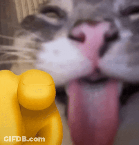Cat Sticking Tongue Next To Yellow Finger GIF