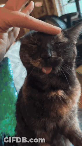 Cat Sticking Tongue Out Being Petted GIF