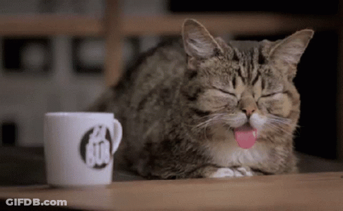 Cat Sticking Tongue Out Next To Mug Saying GDC GIF