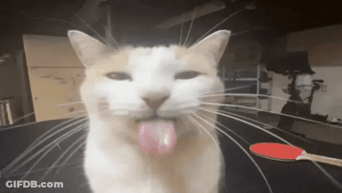 Cat Sticking Tongue Out Table Tennis Paddle GIF