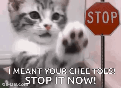 Cat Stop GIF