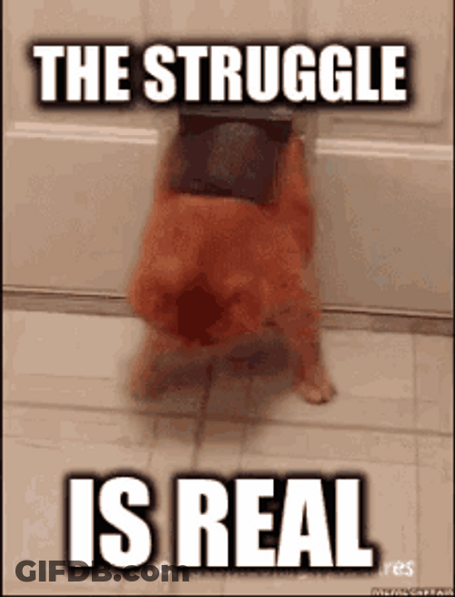 Cat Struggle Coming In GIF