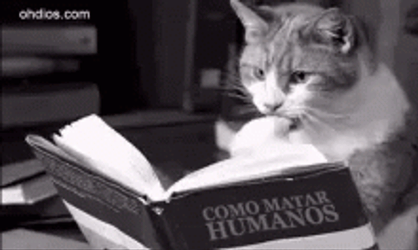 Cat Studying Hard GIF
