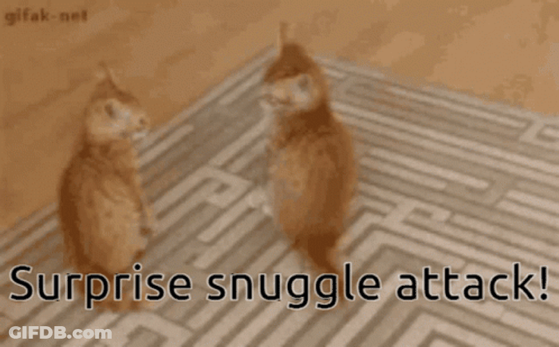 Cat Surprise Snuggles Attack GIF