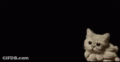 Cat Surrounded By Cloud Of Smoke GIF