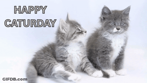 Cat Surrounded By Pink Flowers And Butterflies Happy Saturday Sign GIF