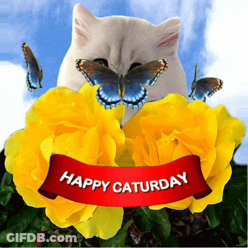 Cat Surrounded By Yellow Flowers Happy Saturday Banner GIF