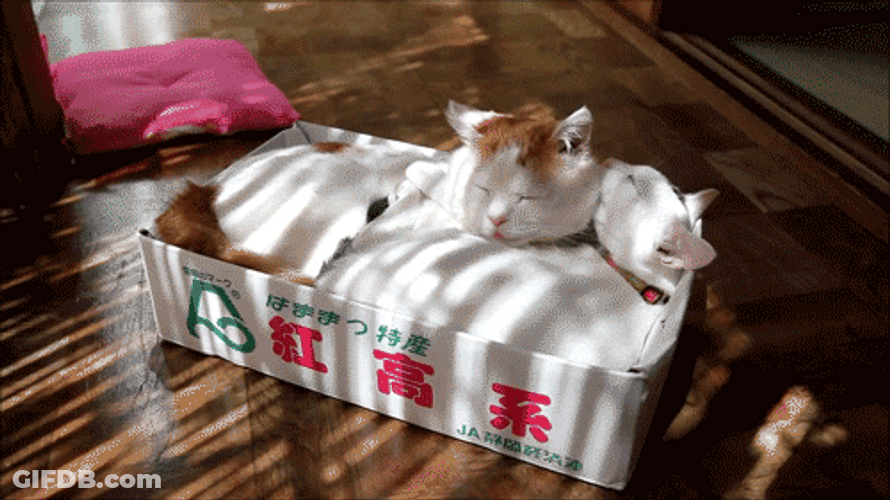 Cat Sweet Lick Box GIF