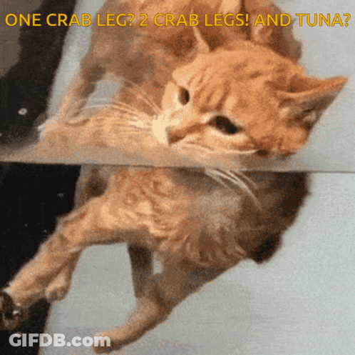 Cat Swimming One Crab Leg 2 Crab Legs Tuna GIF
