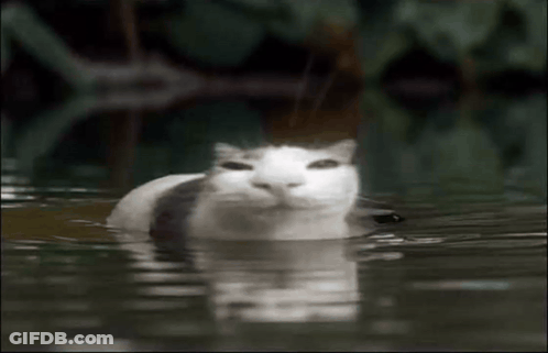 Cat Swimming Totally Understood What You Said GIF