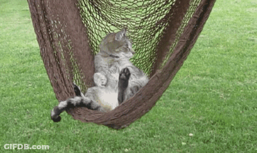 Cat Swing Relaxing GIF