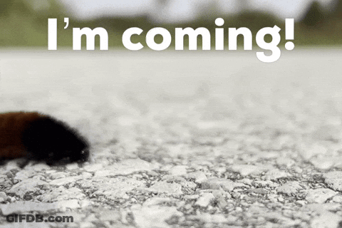 Cat Tail With I M Coming GIF