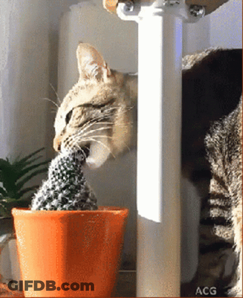 Cat Taking A Bite Cactus GIF