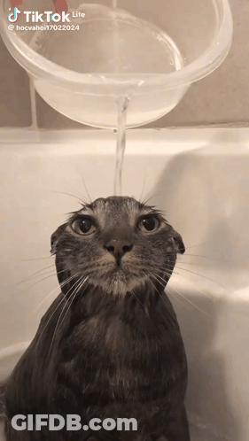Cat Taking Bath In Tub GIF