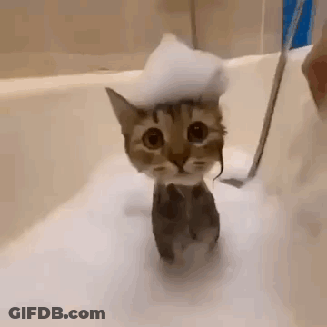 Cat Taking Bath With Foam GIF