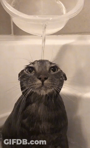 Cat Taking Bath With Water GIF
