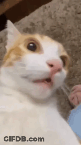 Cat Taking Selfie Close Up GIF