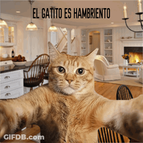 Cat Taking Selfie El Gatito Es Hambriento GIF
