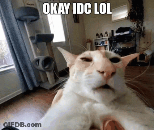 Cat Taking Selfie Saying Okay Idc Lol GIF