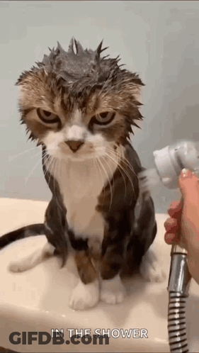 Cat Taking Shower With Shower Head GIF