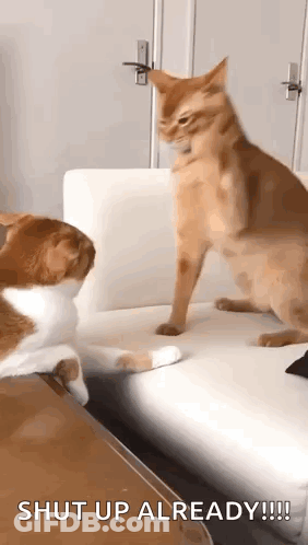 Cat Telling Other Cat To Shut Up GIF