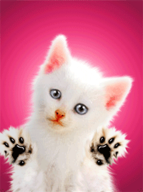 Cat Tempting To Eat GIF