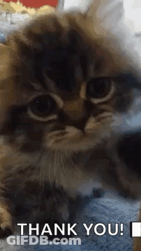 Cat Thank You GIF