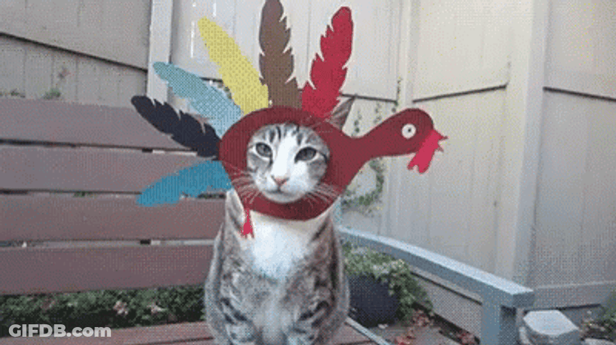 Cat Thanksgiving Costume Turkey Meme GIF