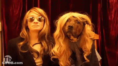 Cat That Looks Like Dog Being Held GIF