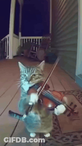 Cat That Looks Like Spider Standing On Wooden Floor GIF