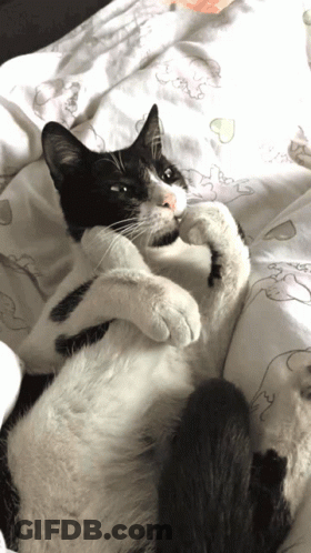 Cat Thinkin Bout U GIF