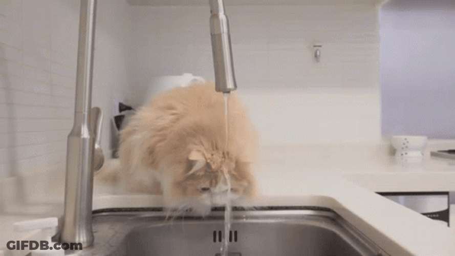 Cat Thinks They Need Plumber GIF