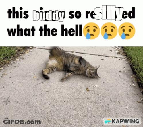Cat This Buddy So Resilient What The Hell GIF