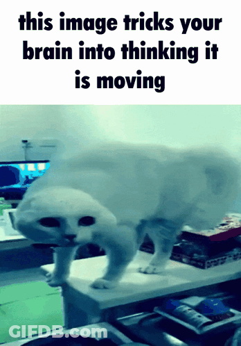 Cat This Image Tricks Your Brain Into Thinking It Is Moving GIF