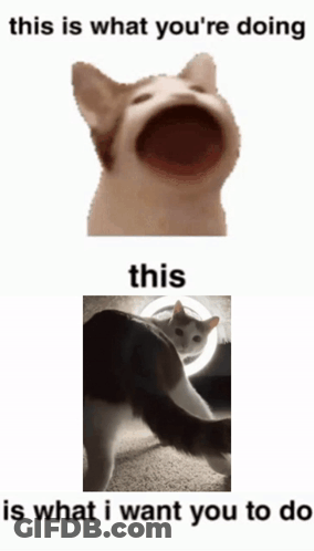 Cat This Is What You're Doing This Is What I Want You To Do GIF
