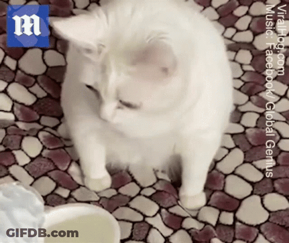 Cat Throw Up Face Funny GIF