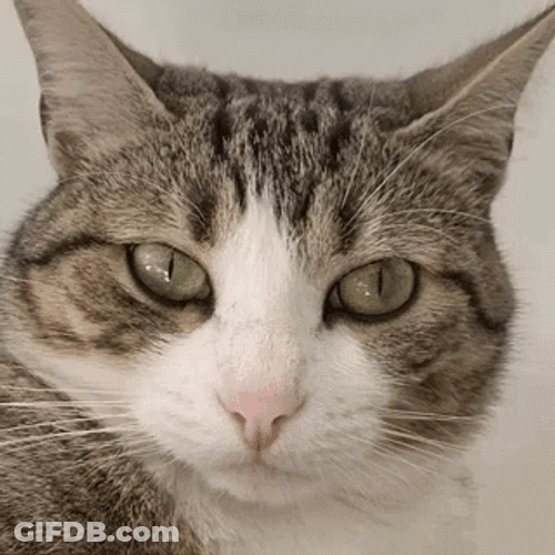 Cat Thug Life GIF