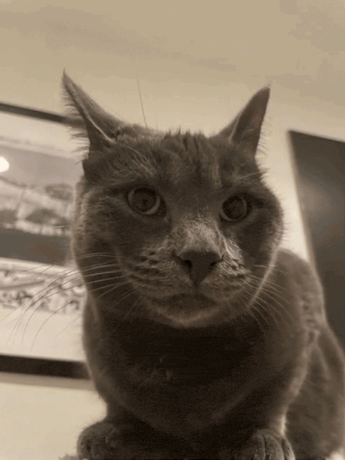 Cat Thumbs Up GIF