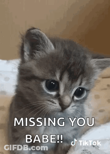 Cat Tiktok GIF