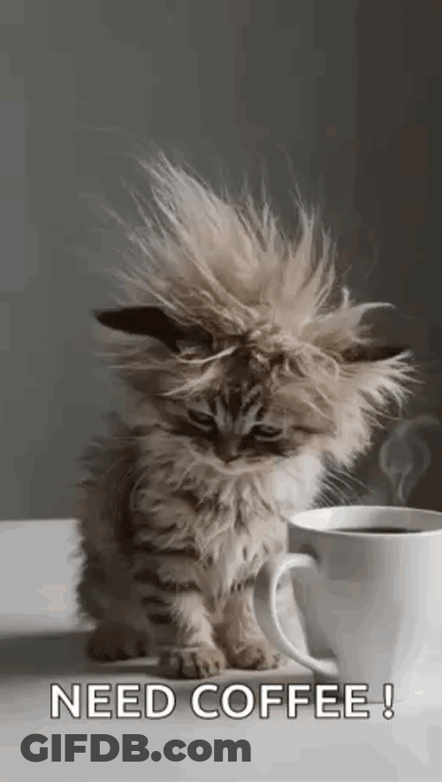 Cat Tired GIF