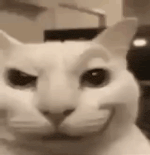 Cat Tongue GIF